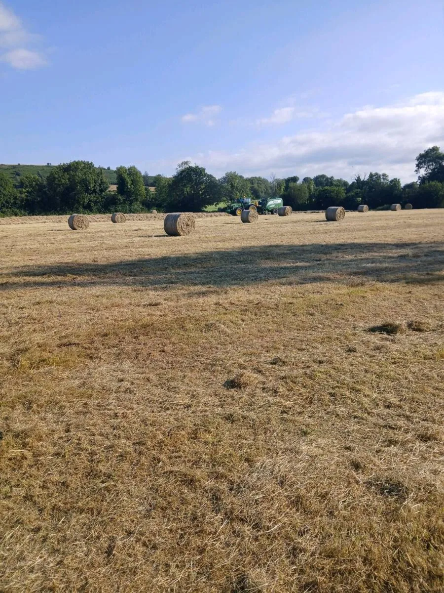 Hay - Image 2