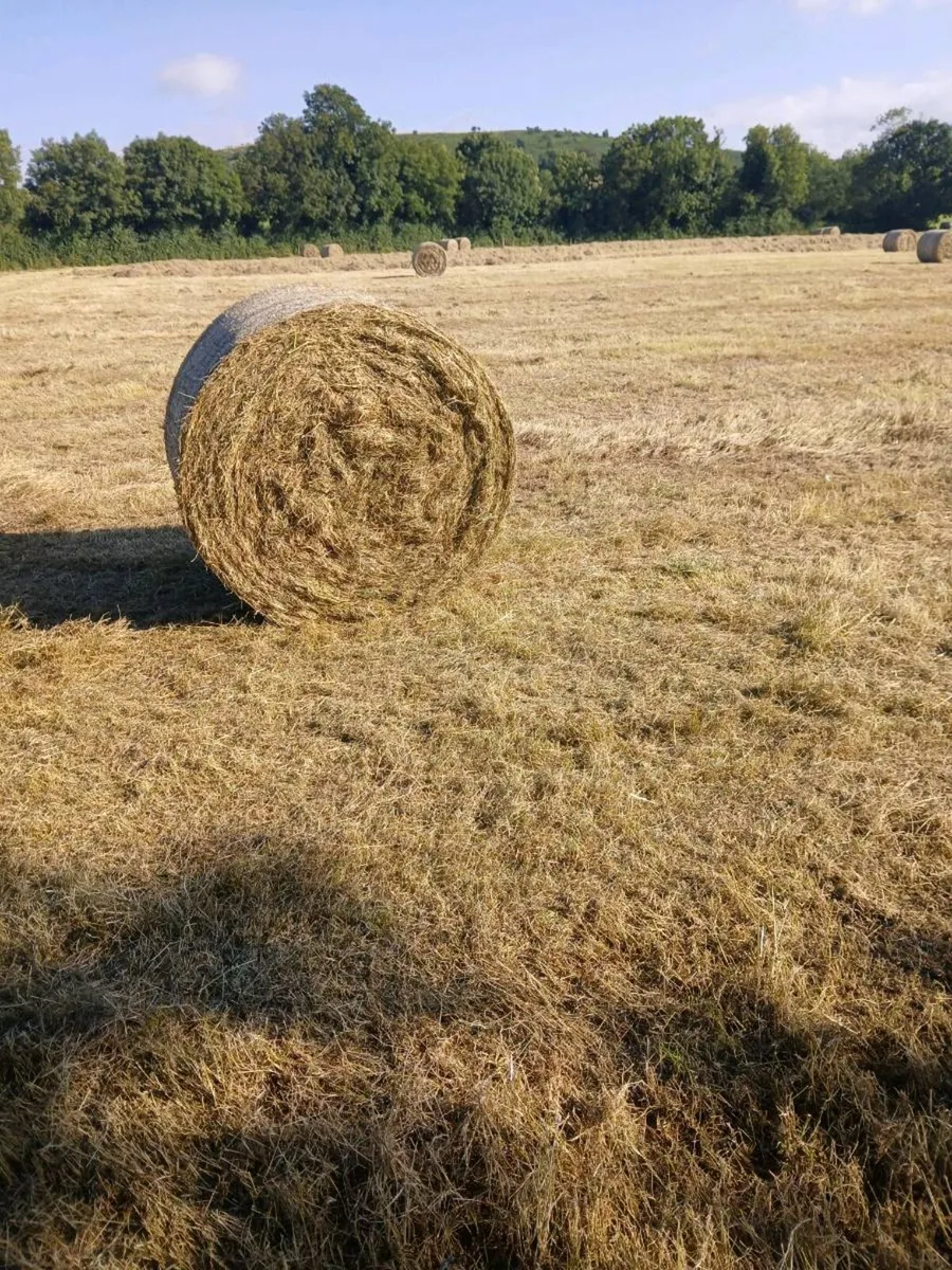 Hay - Image 3