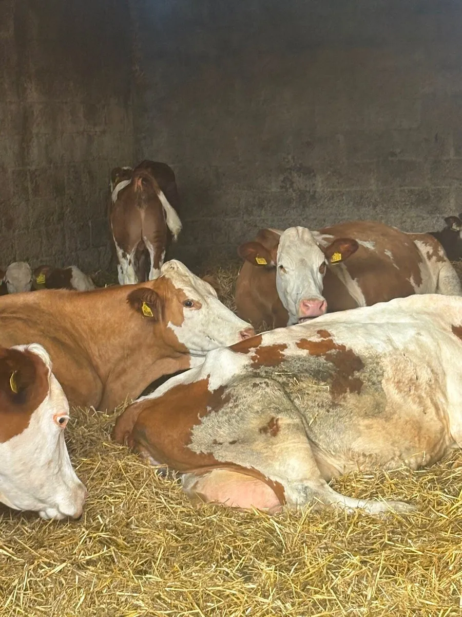PB Mont Beliarde Bull Weanlings - Image 2