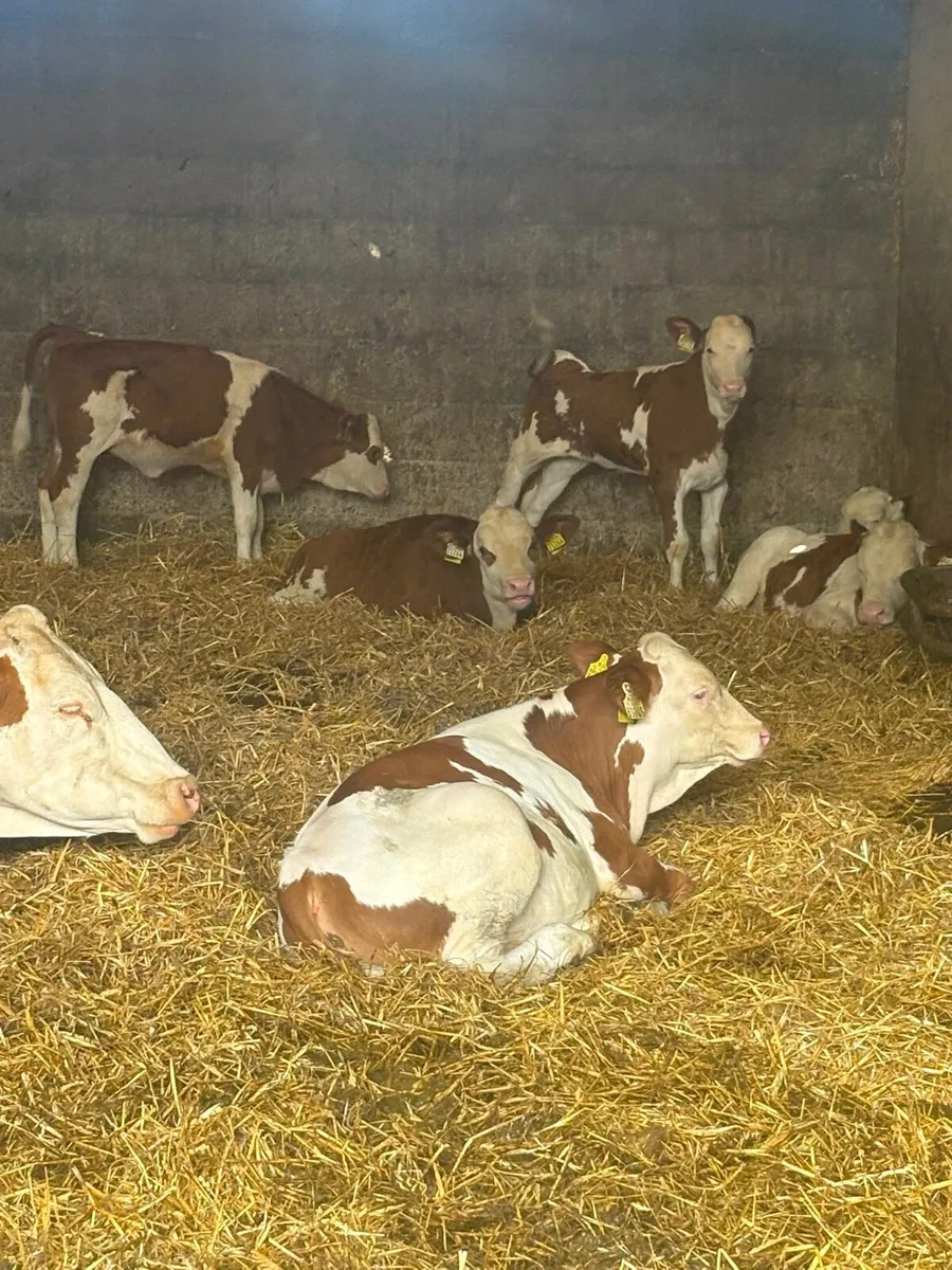 PB Mont Beliarde Bull Weanlings - Image 3