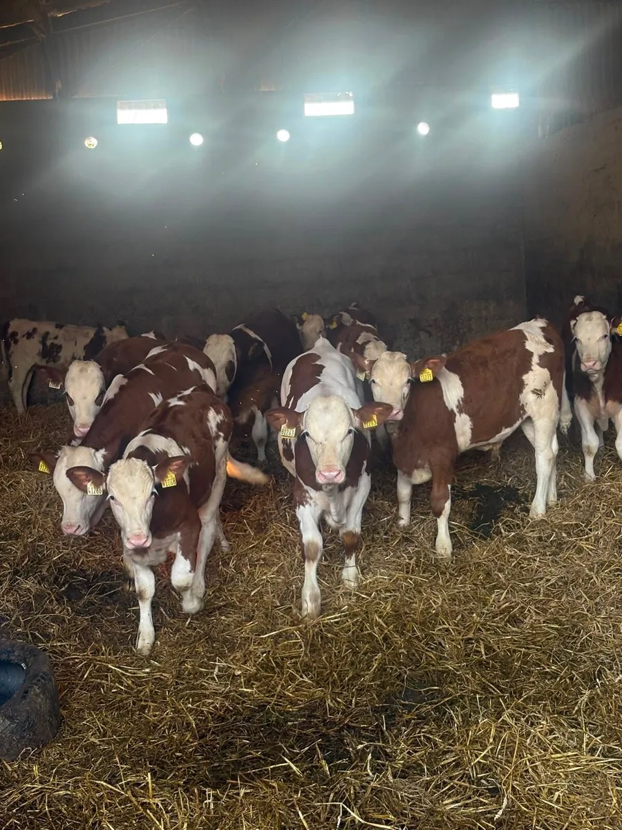 PB Mont Beliarde Bull Weanlings - Image 4
