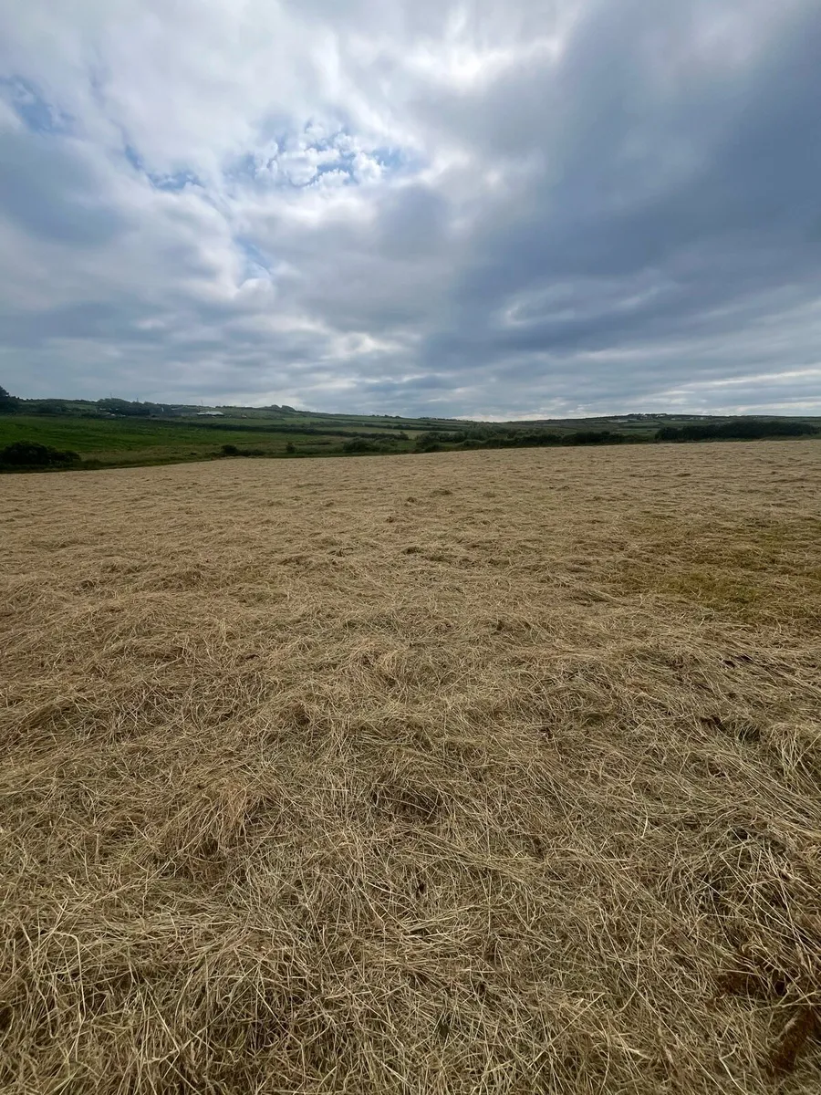 Hay - Image 1