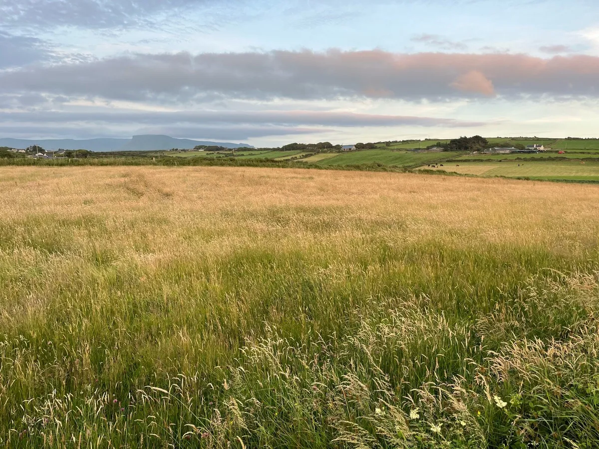 Hay - Image 2
