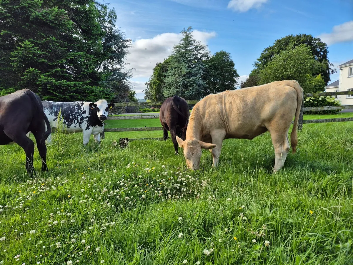 Beef heifers - Image 4