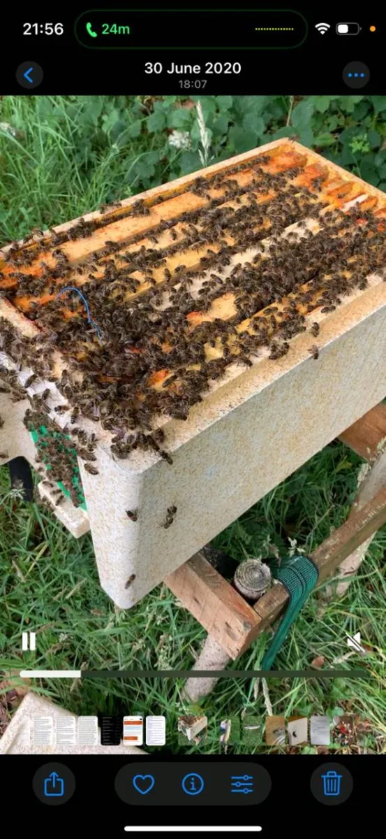 Irish black bees for sale - Image 1