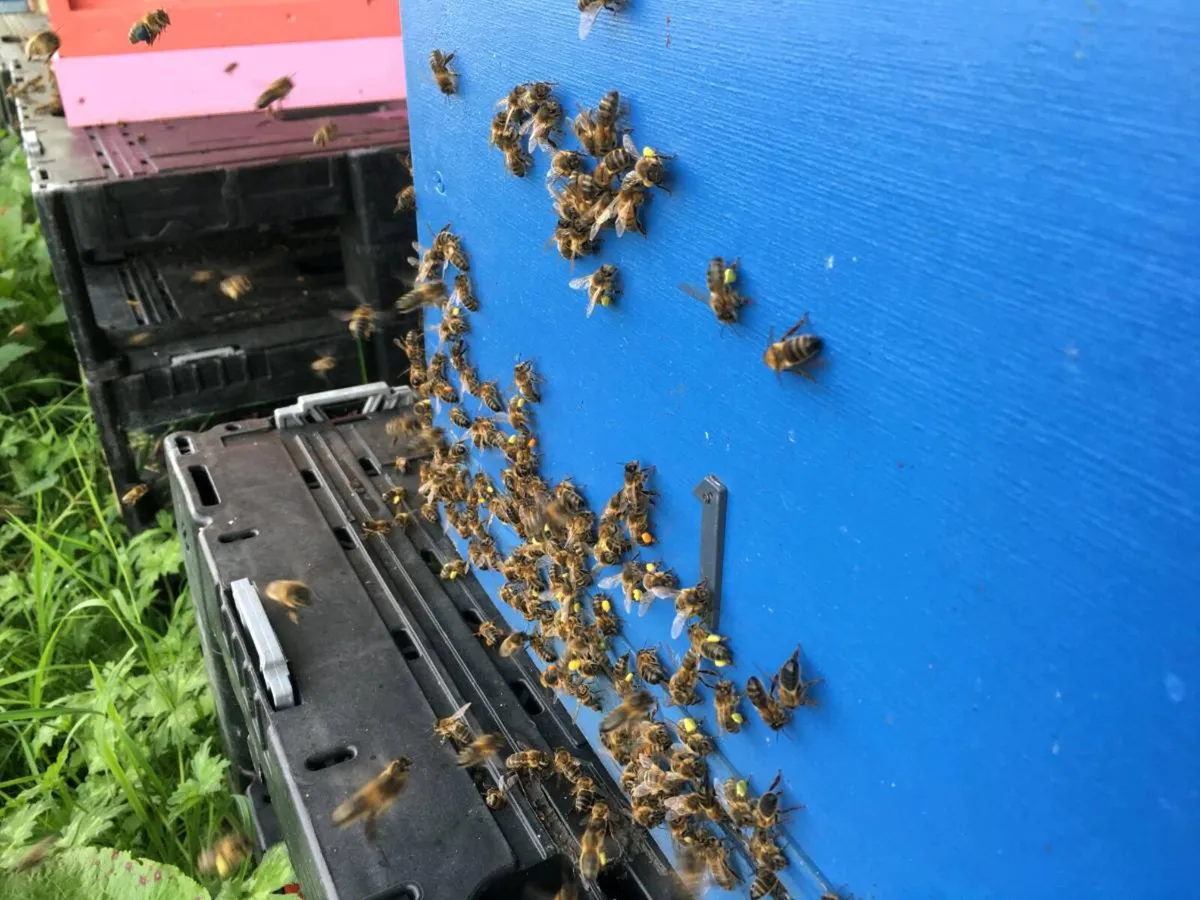 Irish black bees for sale - Image 2