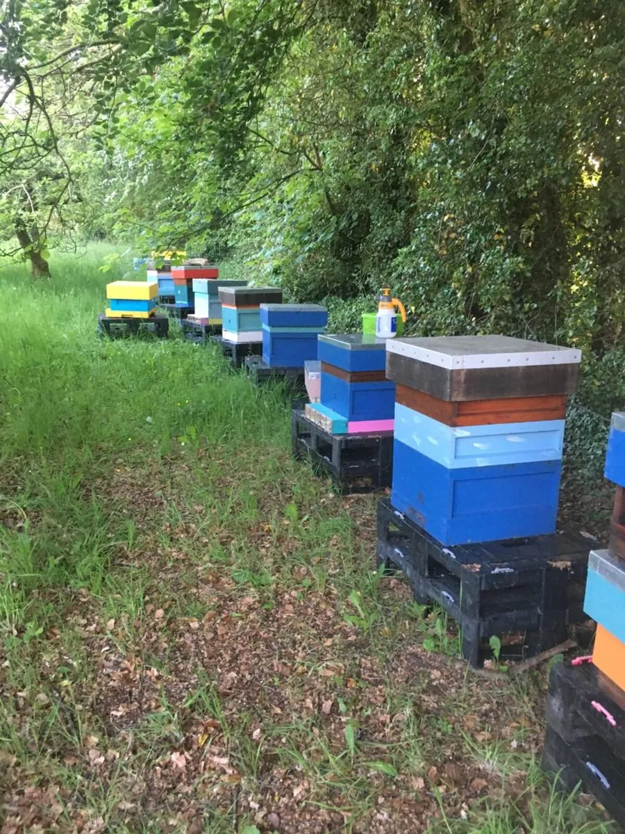 Irish black bees for sale - Image 3