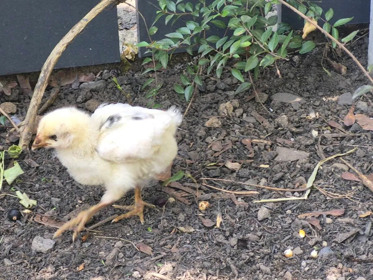 Pure breed off heat chicks - Image 2