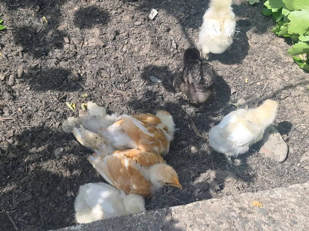 Pure breed off heat chicks - Image 3