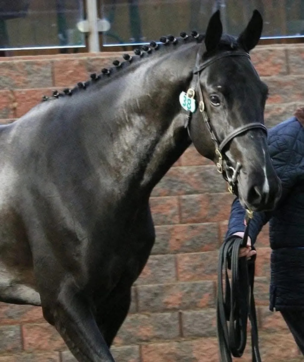 Sligo Cavalier Candy - Stallion at Stud - Image 3