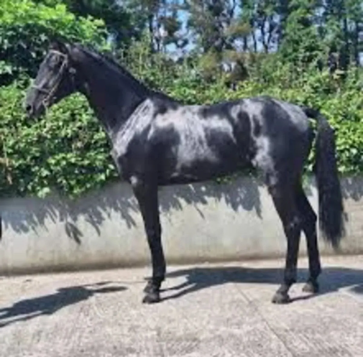 Sligo Cavalier Candy - Stallion at Stud - Image 1