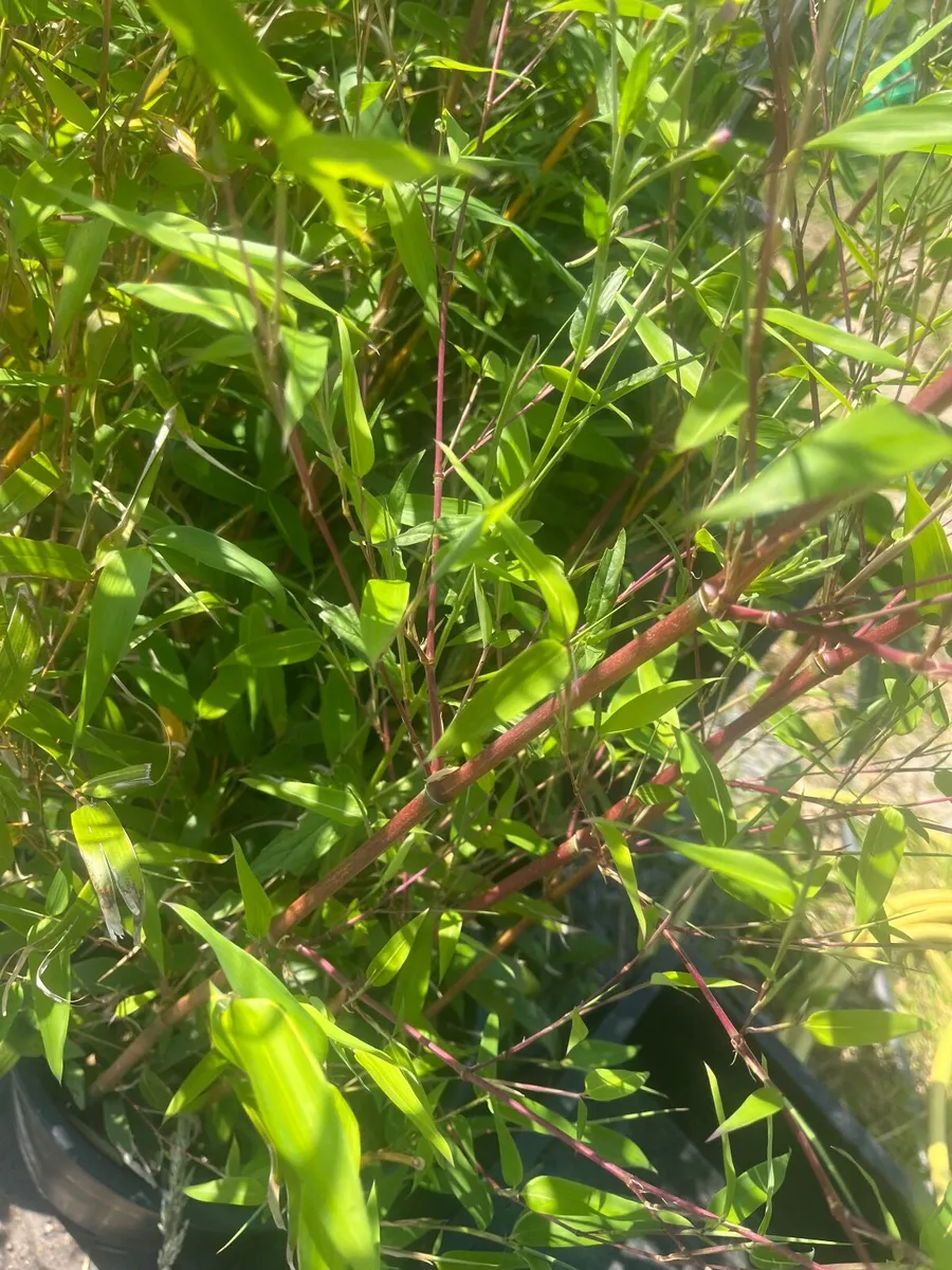 Golden Bamboo - Image 2