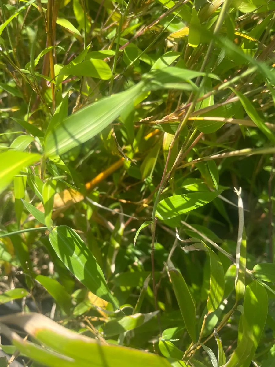 Golden Bamboo - Image 3