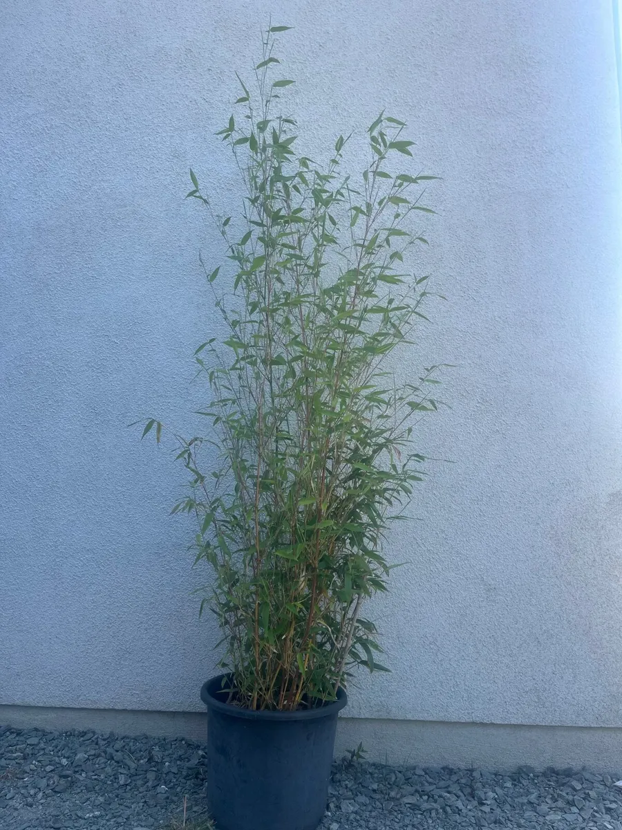 Golden Bamboo - Image 1
