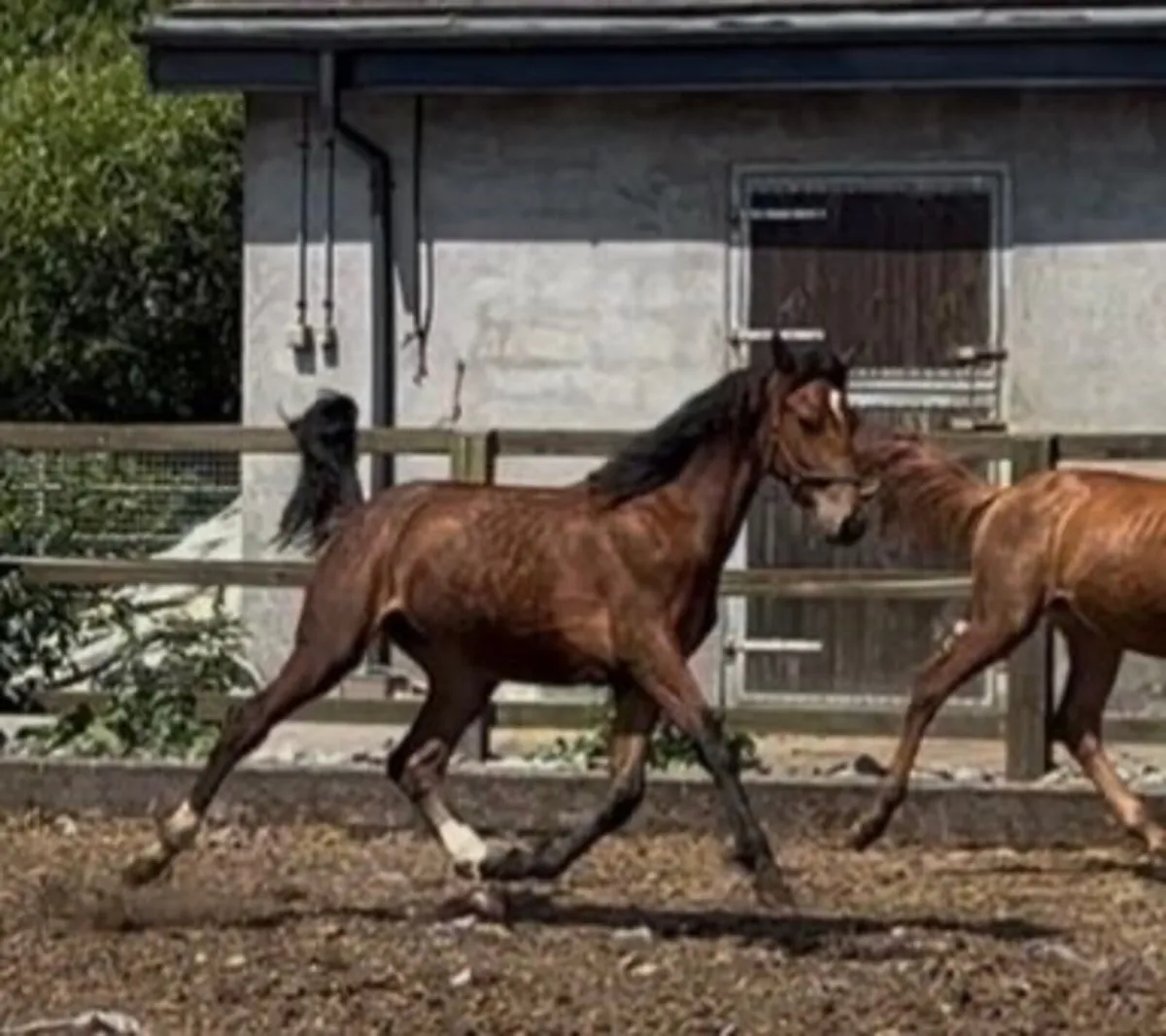 Lansdowne X Numero Uno colt - Image 3
