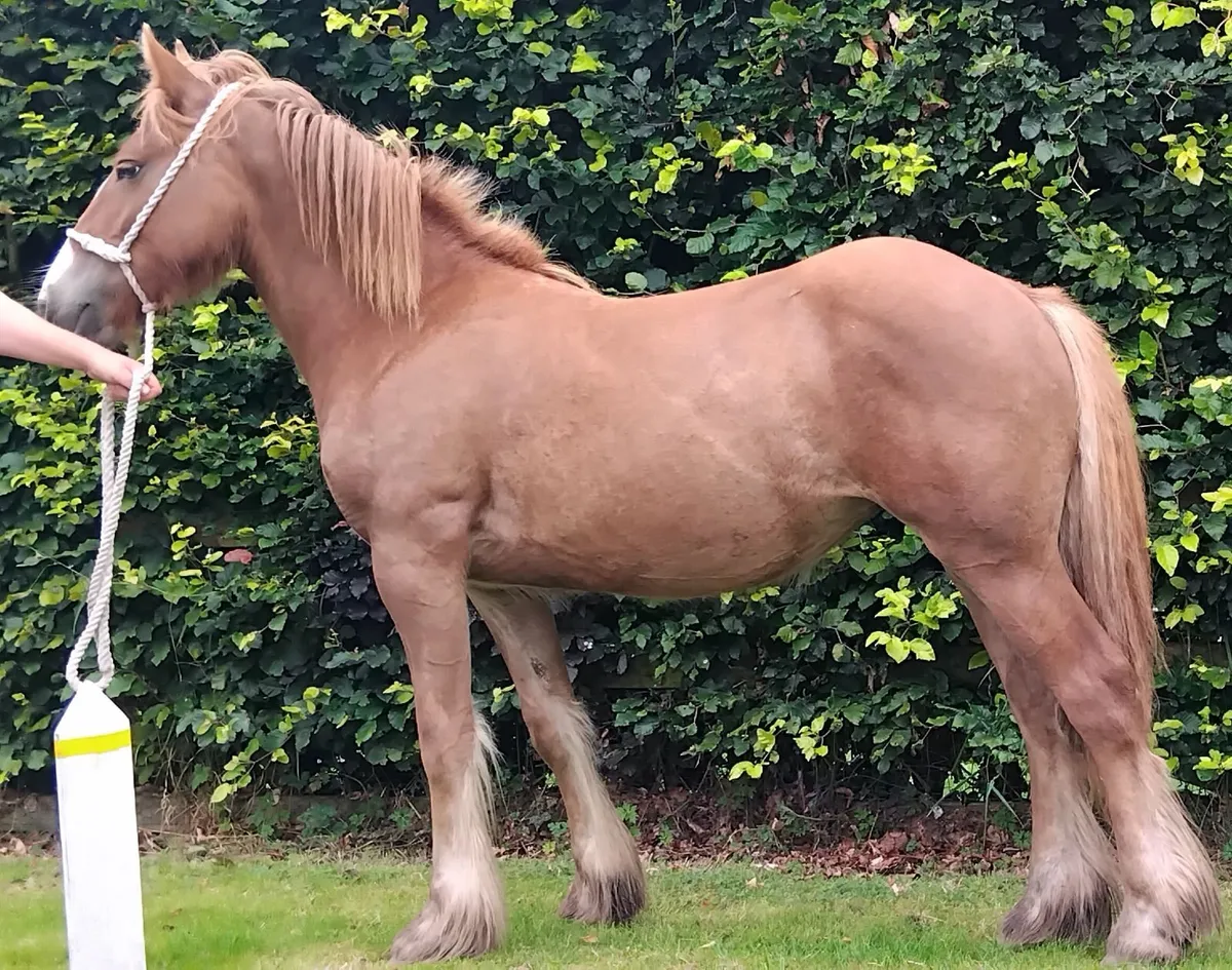 Top class yearling filly - Image 1