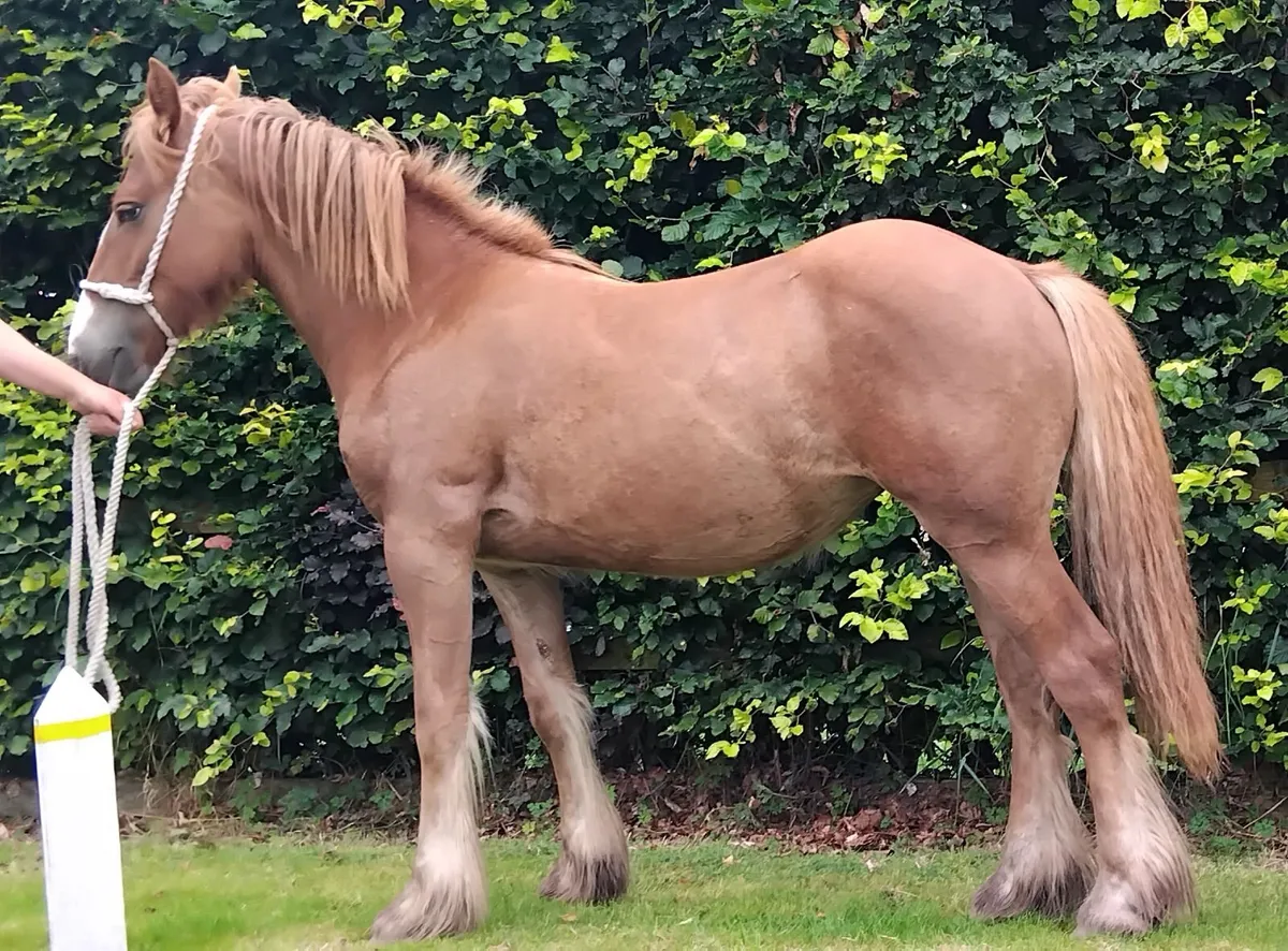 Top class yearling filly - Image 2