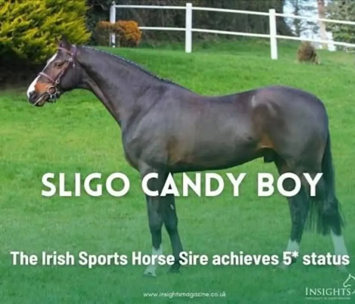 Sligo Candy Boy - Stallion at Stud - Image 3