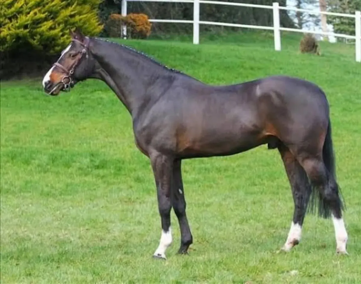 Sligo Candy Boy - Stallion at Stud - Image 4
