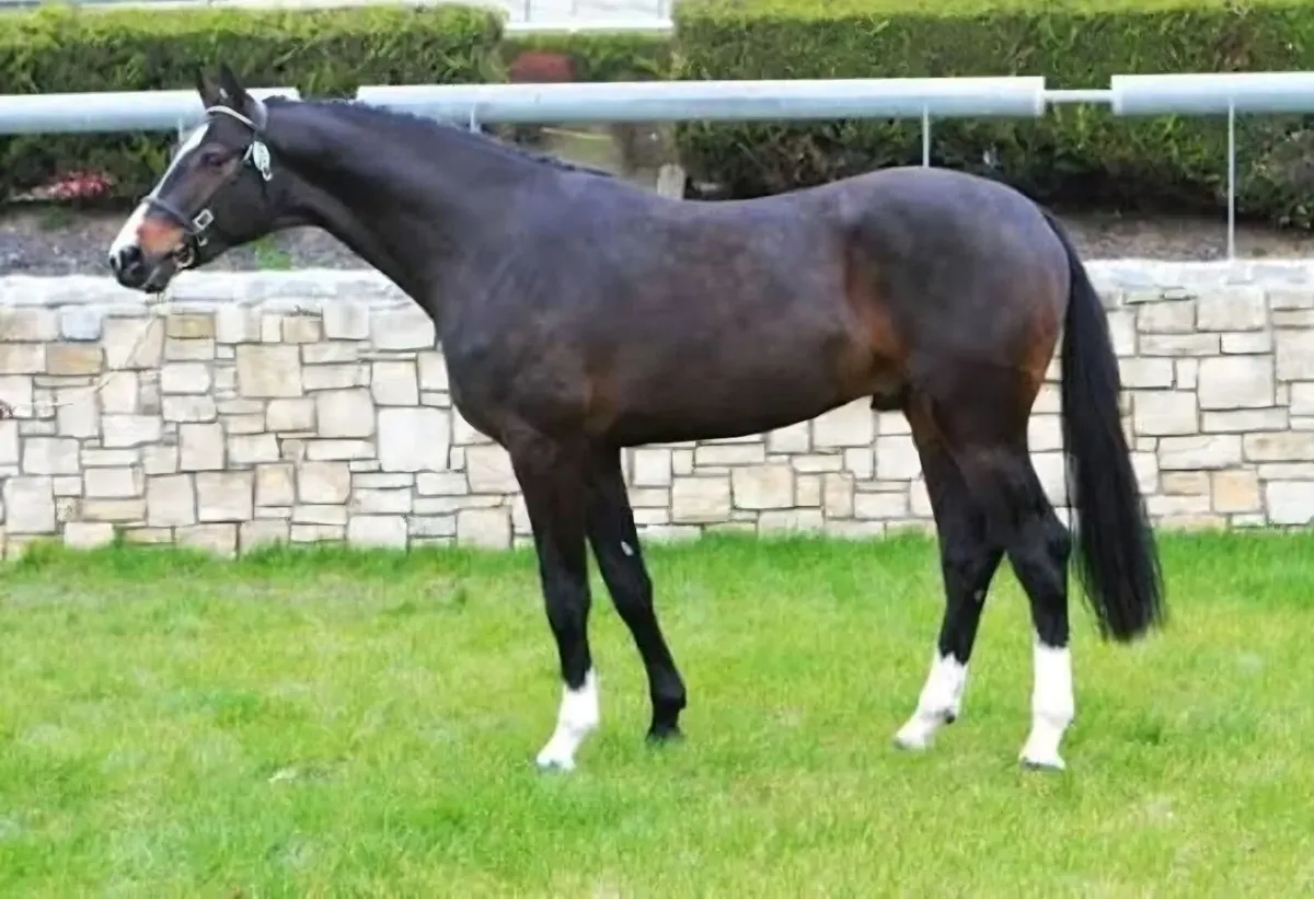 Sligo Candy Boy - Stallion at Stud - Image 1