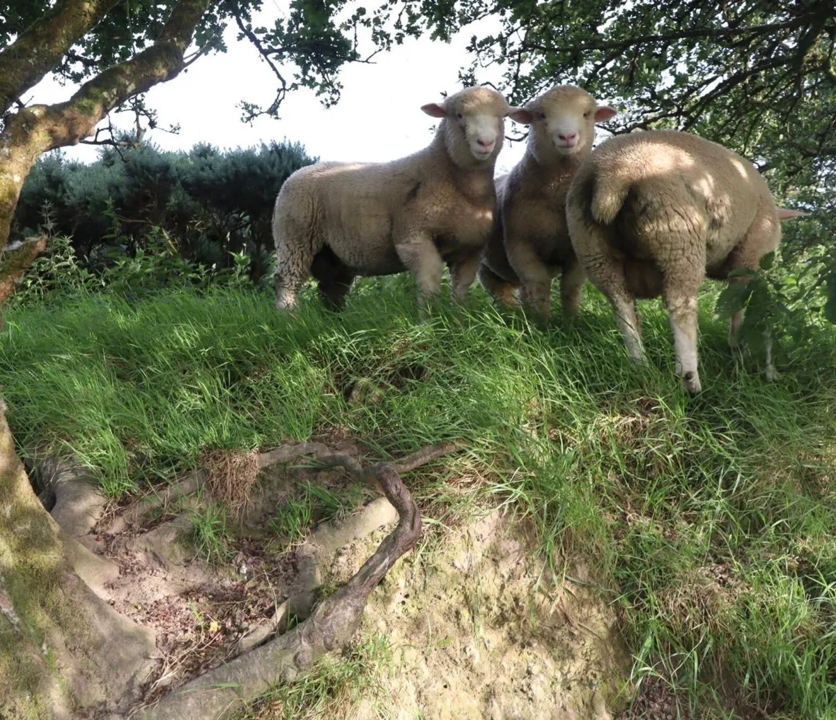 Dorset Rams - Image 2