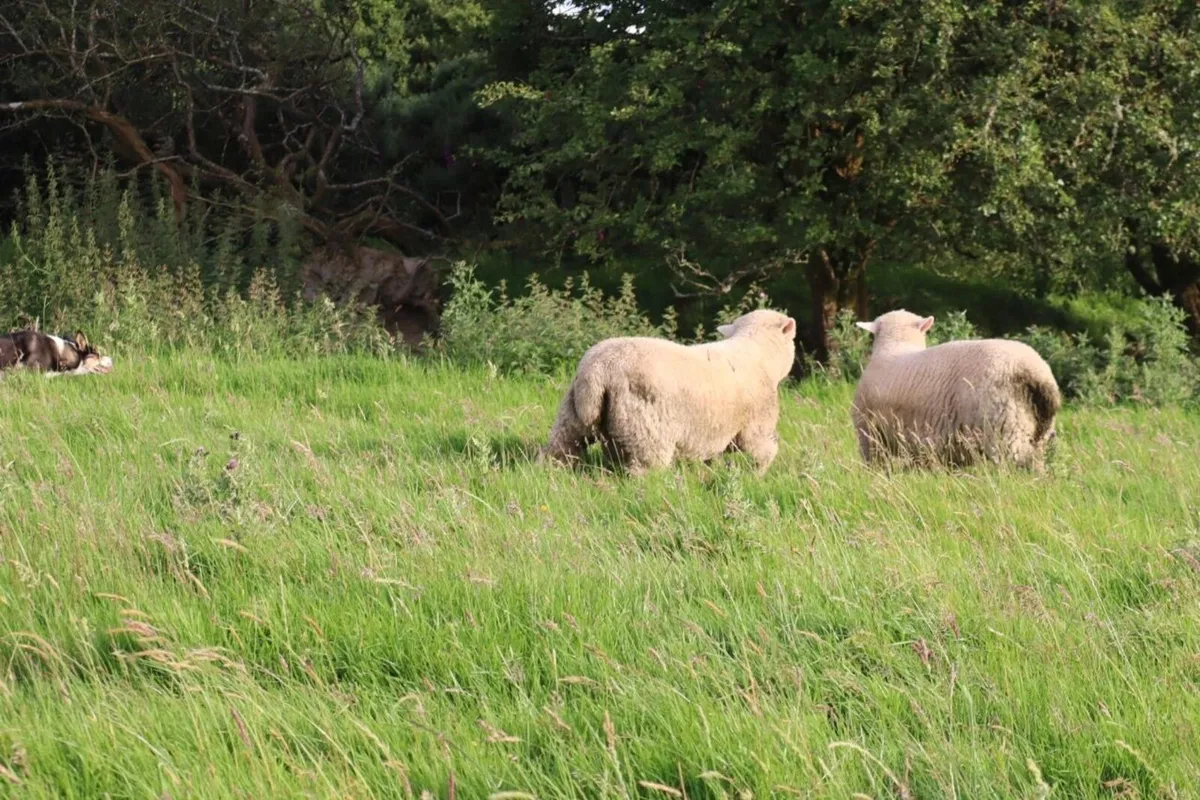 Dorset Rams - Image 3
