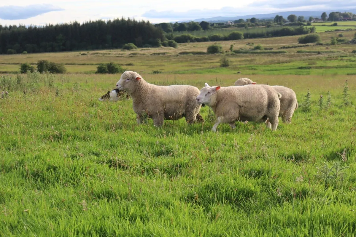 Dorset Rams - Image 4