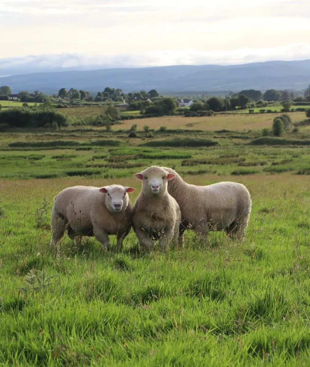 Dorset Rams - Image 1