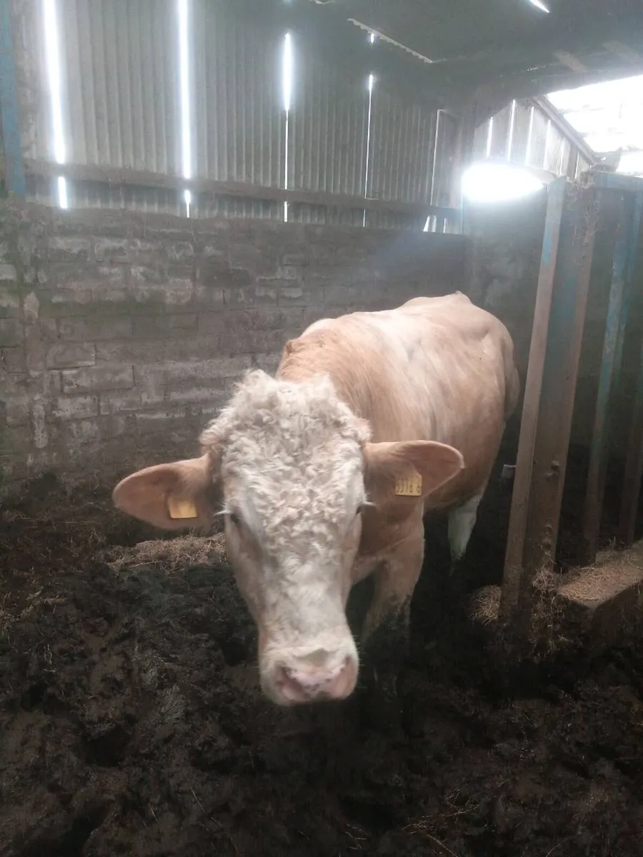 Fleckvieh bulls - Image 1