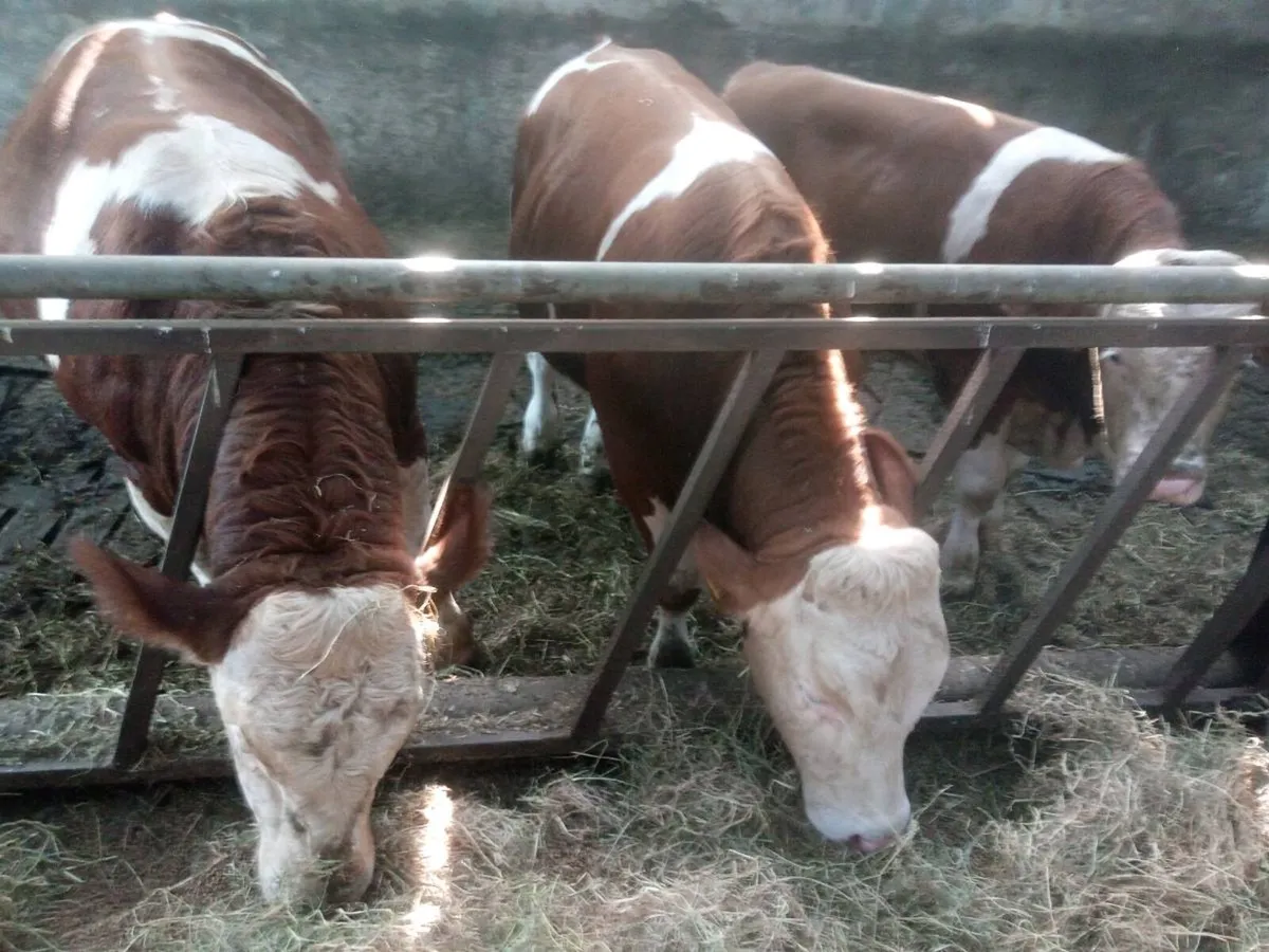 Fleckvieh bulls - Image 2
