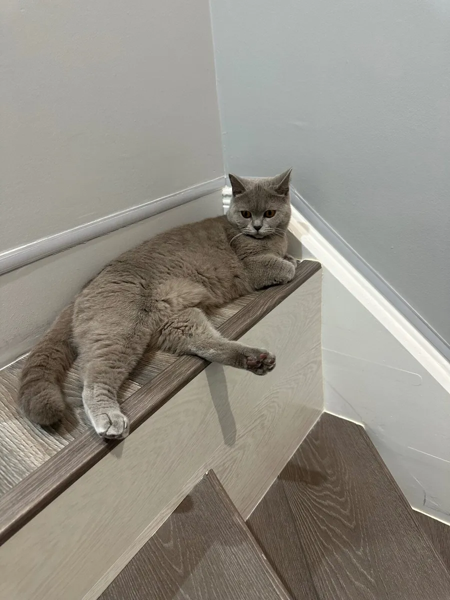 British shorthair - Image 3