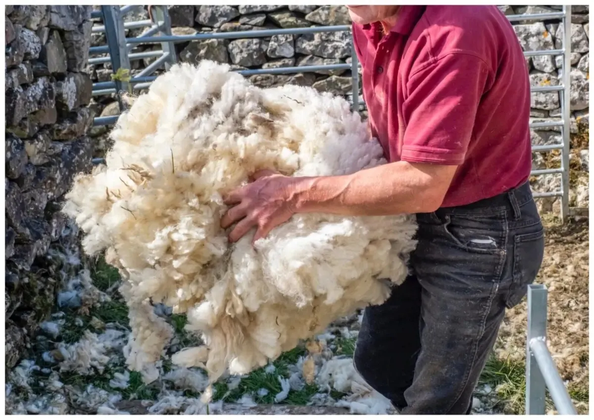 Sheep wool
