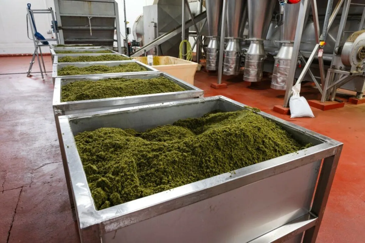 Phlygreen 200 Liquid Seaweed - Image 2