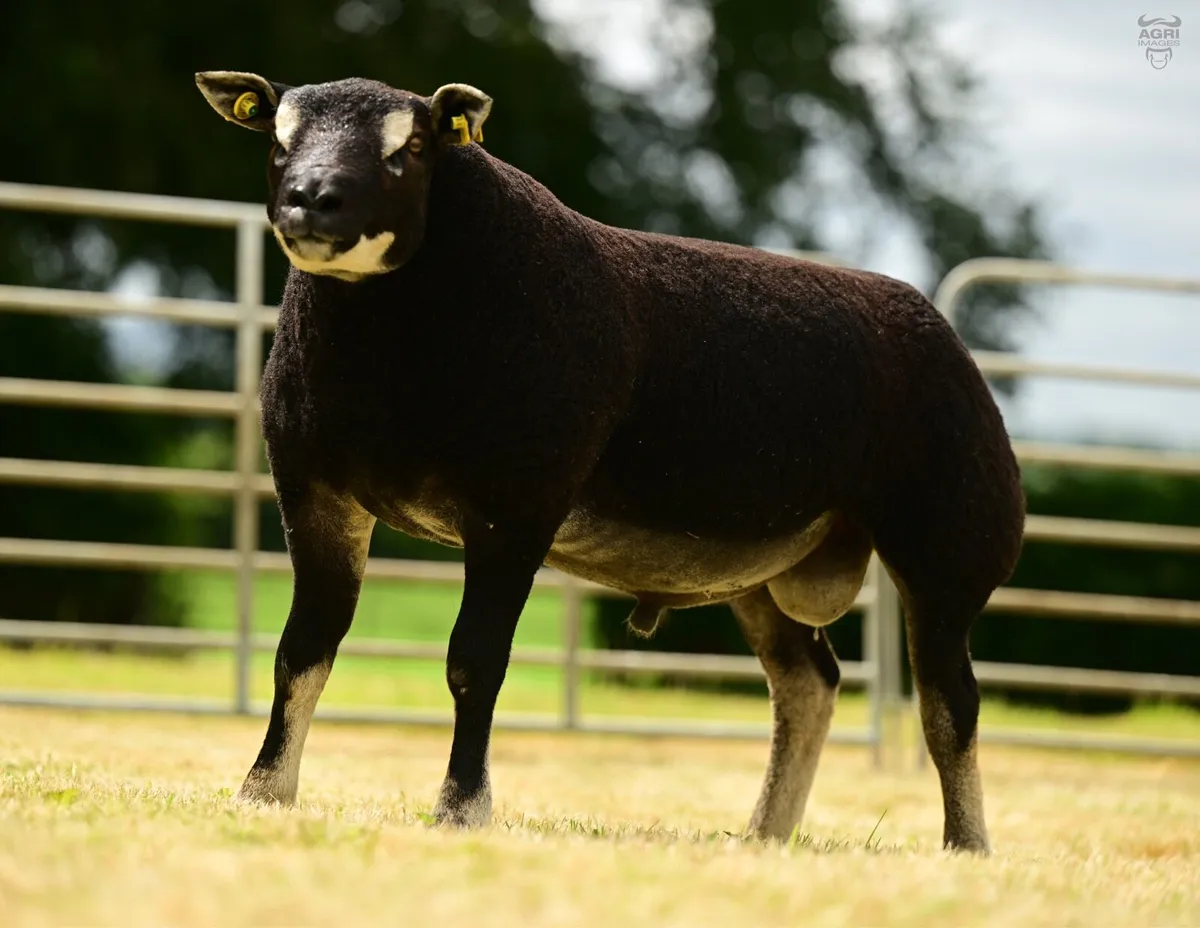 Timed Auction - Open Day - Image 4