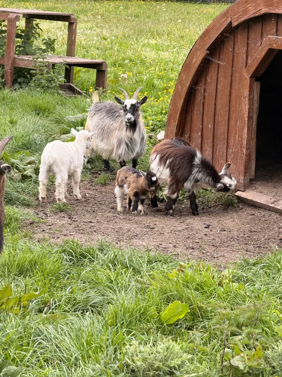 Pygmy goat - Image 2