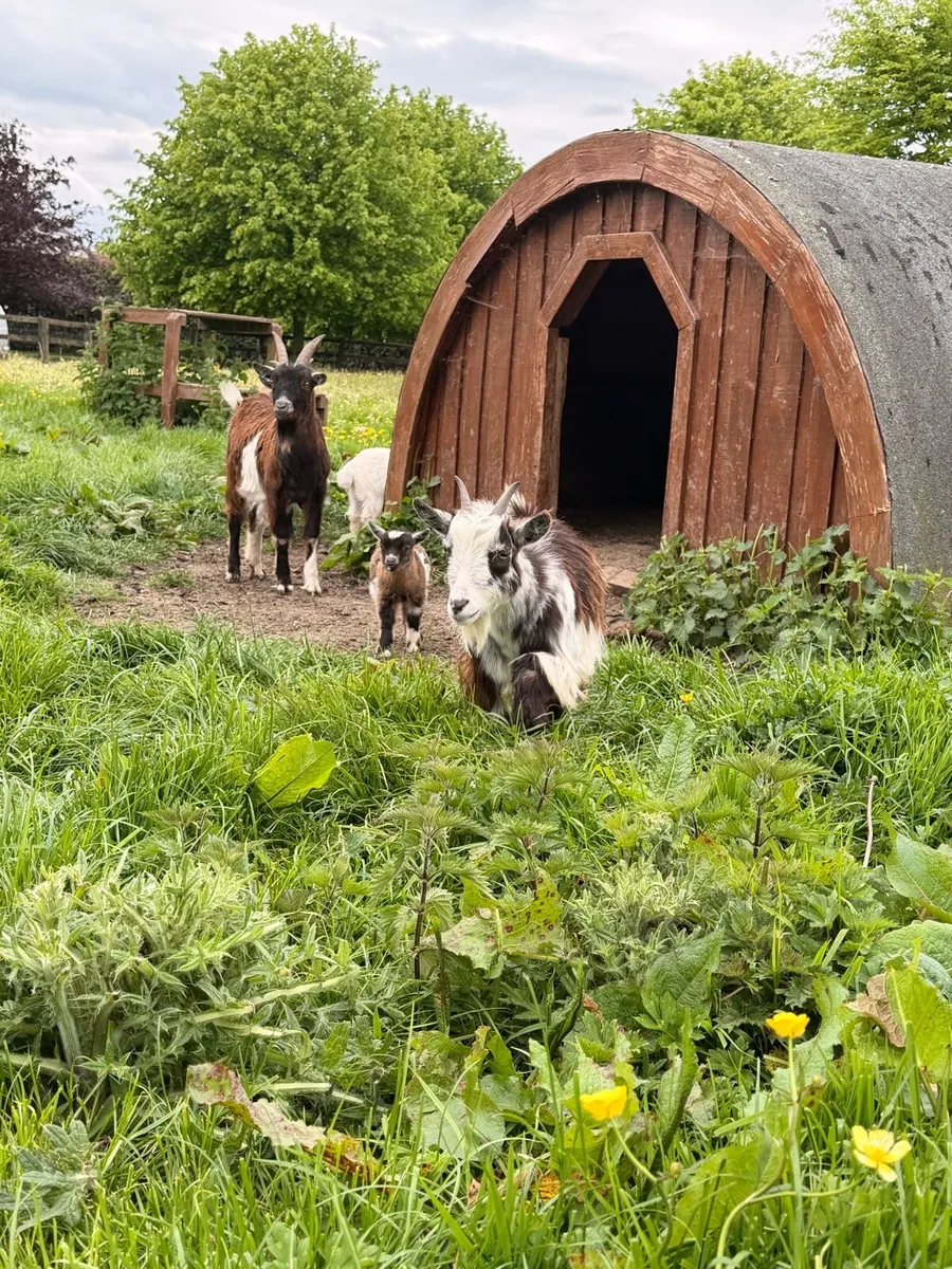 Pygmy goat - Image 3
