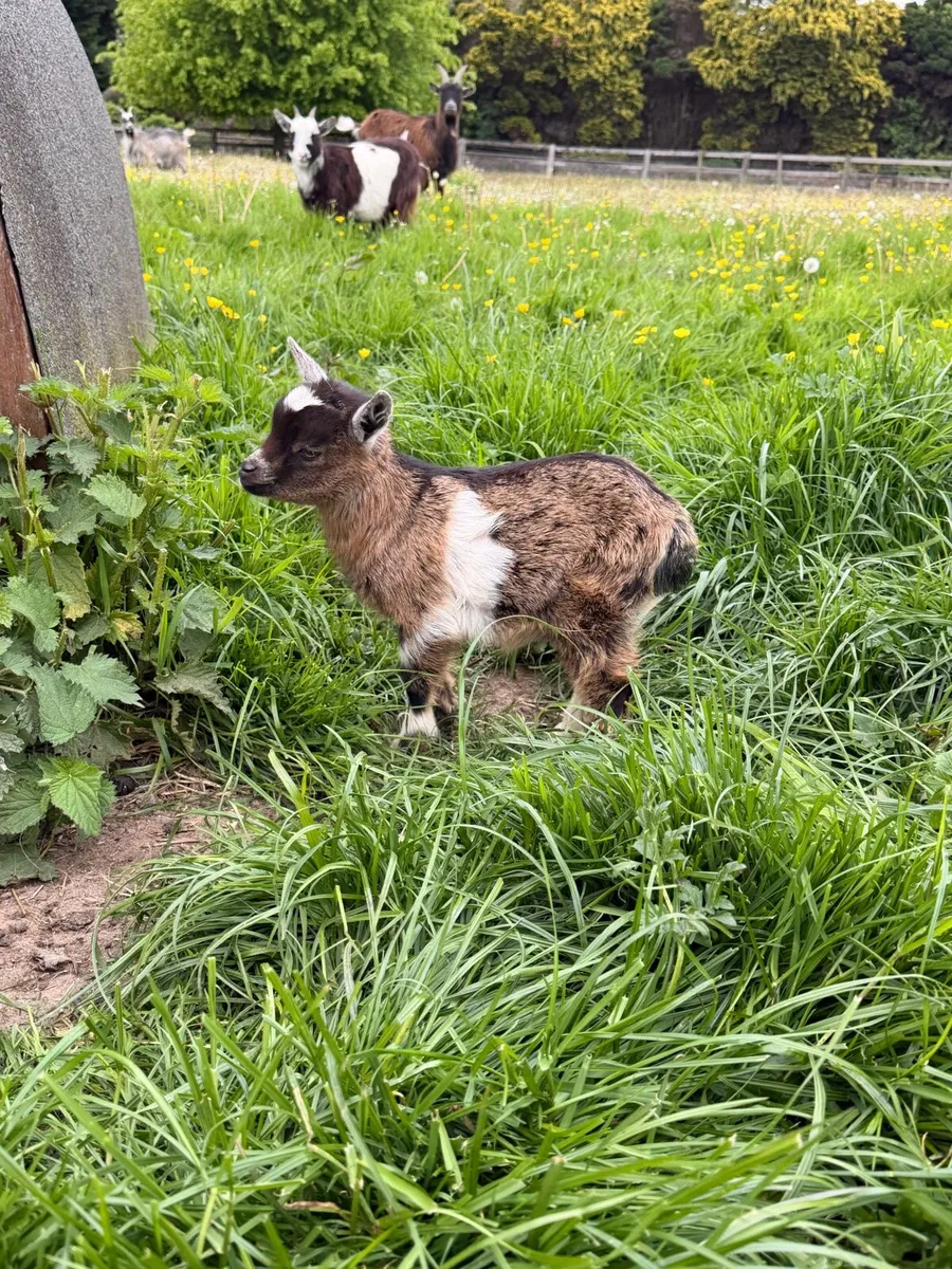 Pygmy goat - Image 1