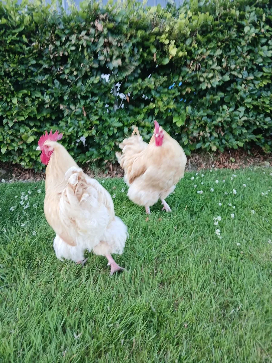 Hens - Image 2