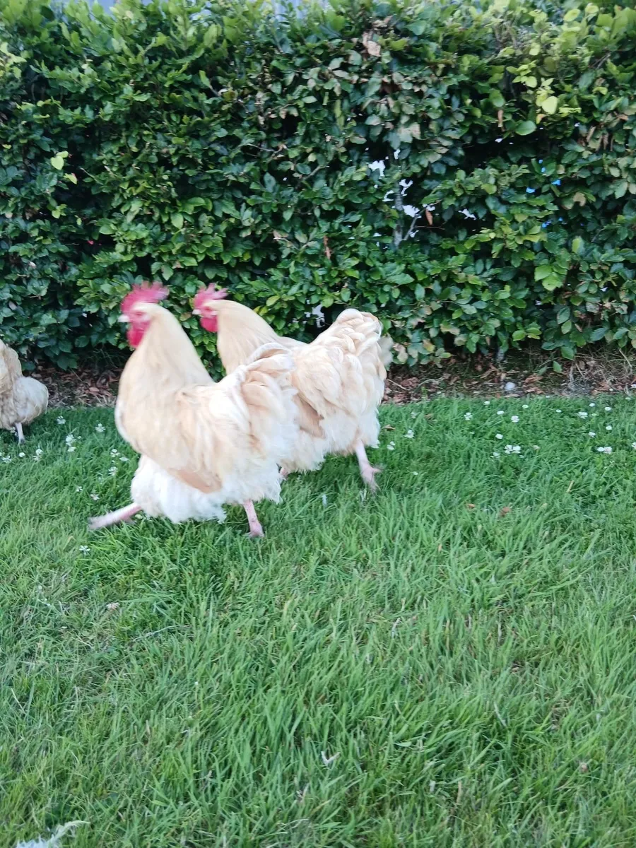 Hens - Image 3