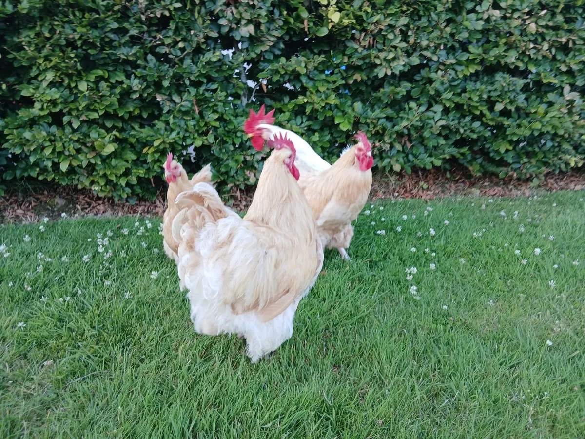 Hens - Image 4