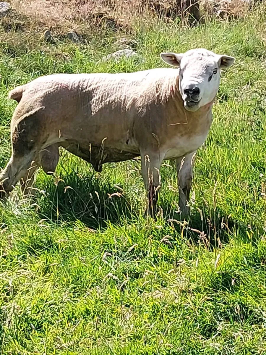 Texel ram for sale - Image 2