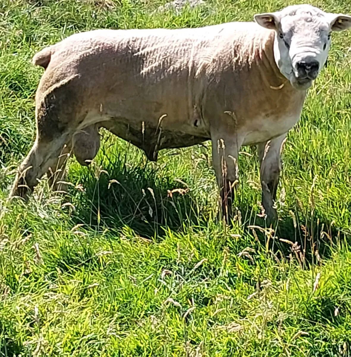 Texel ram for sale - Image 1