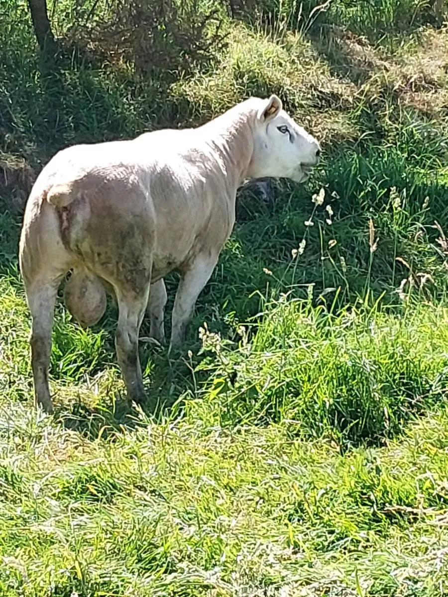 Texel ram for sale - Image 3