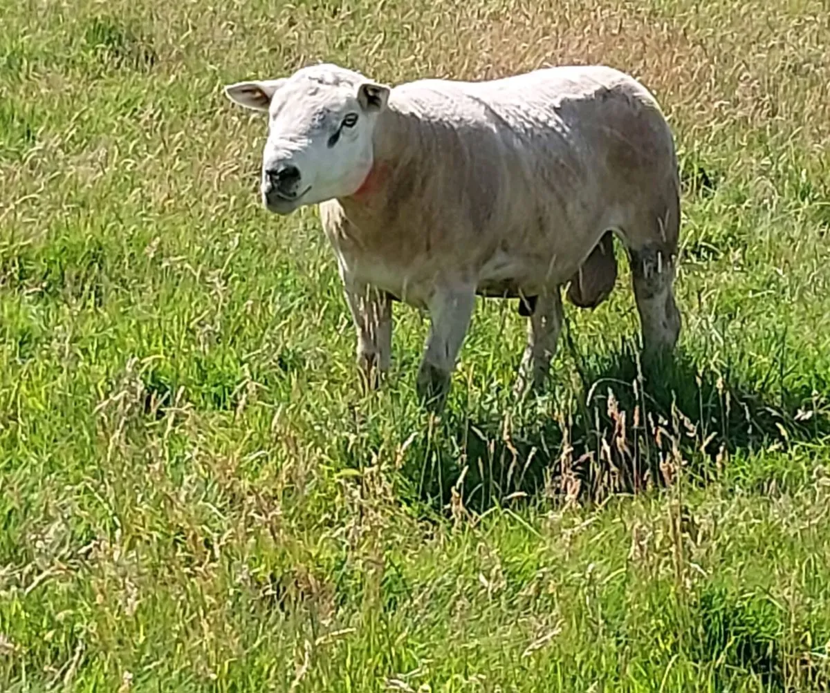Texel ram for sale - Image 4