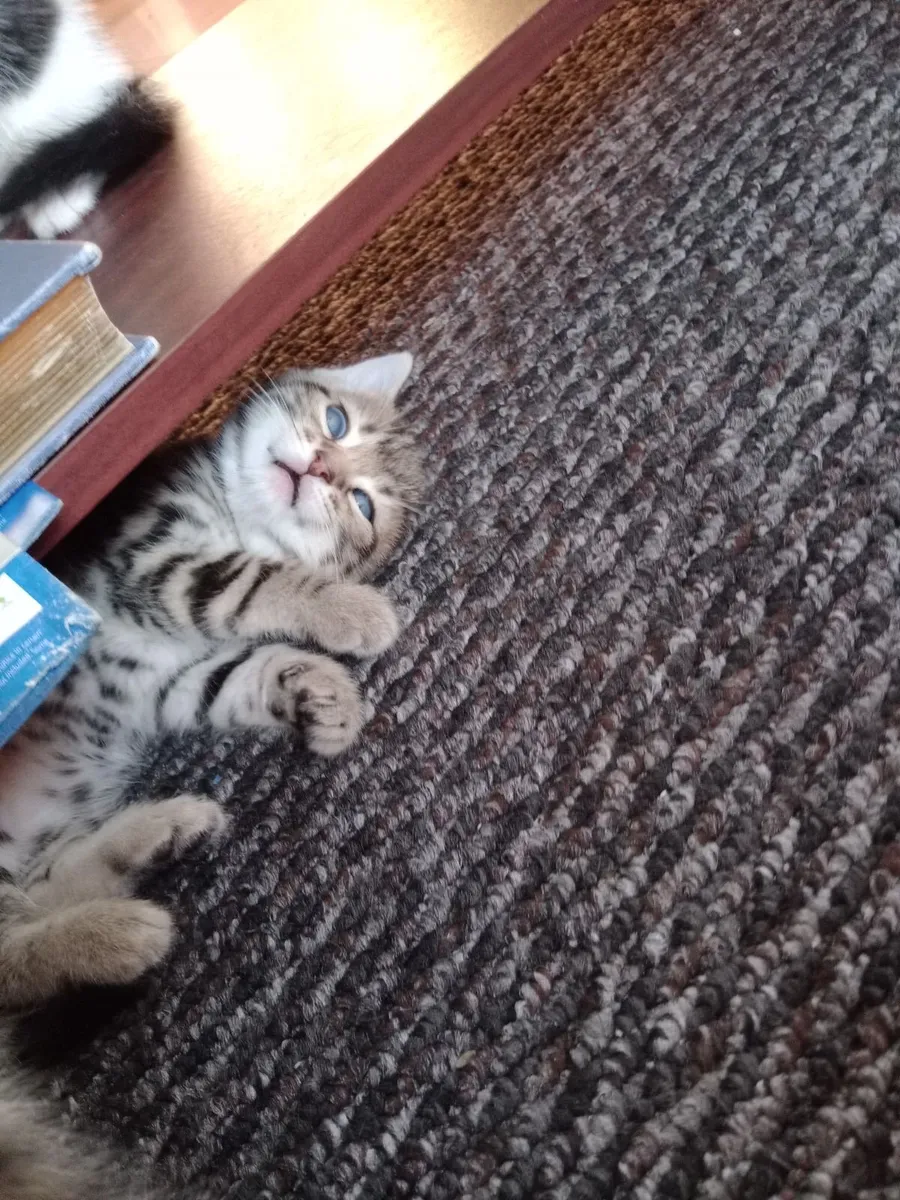 Kitten - Image 3