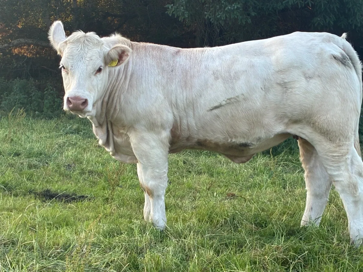 PBR Charolais Heifer - Image 3