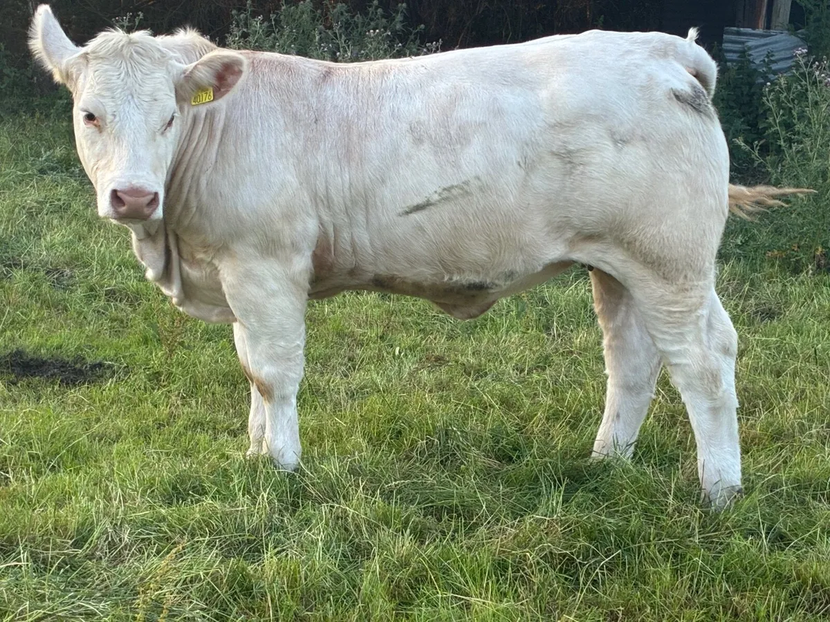 PBR Charolais Heifer - Image 4