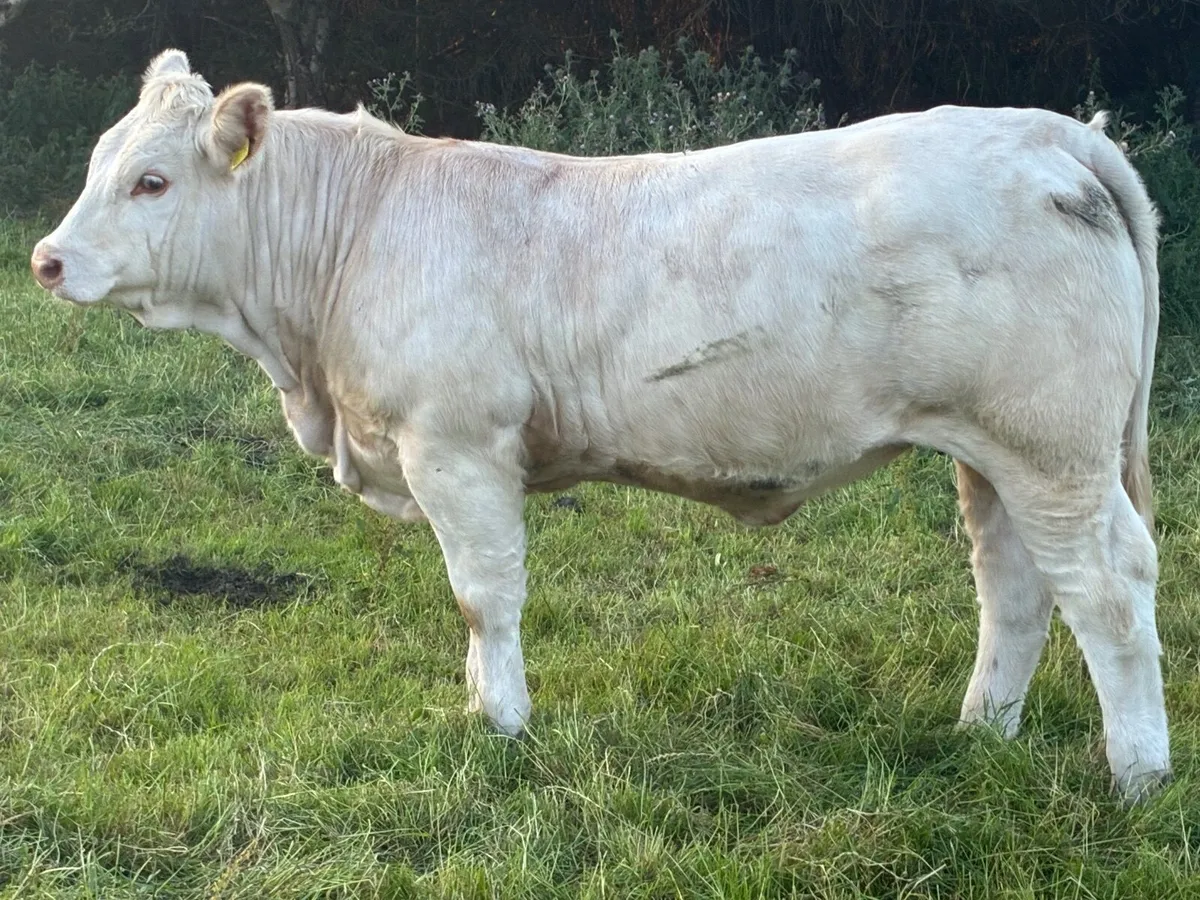 PBR Charolais Heifer - Image 2