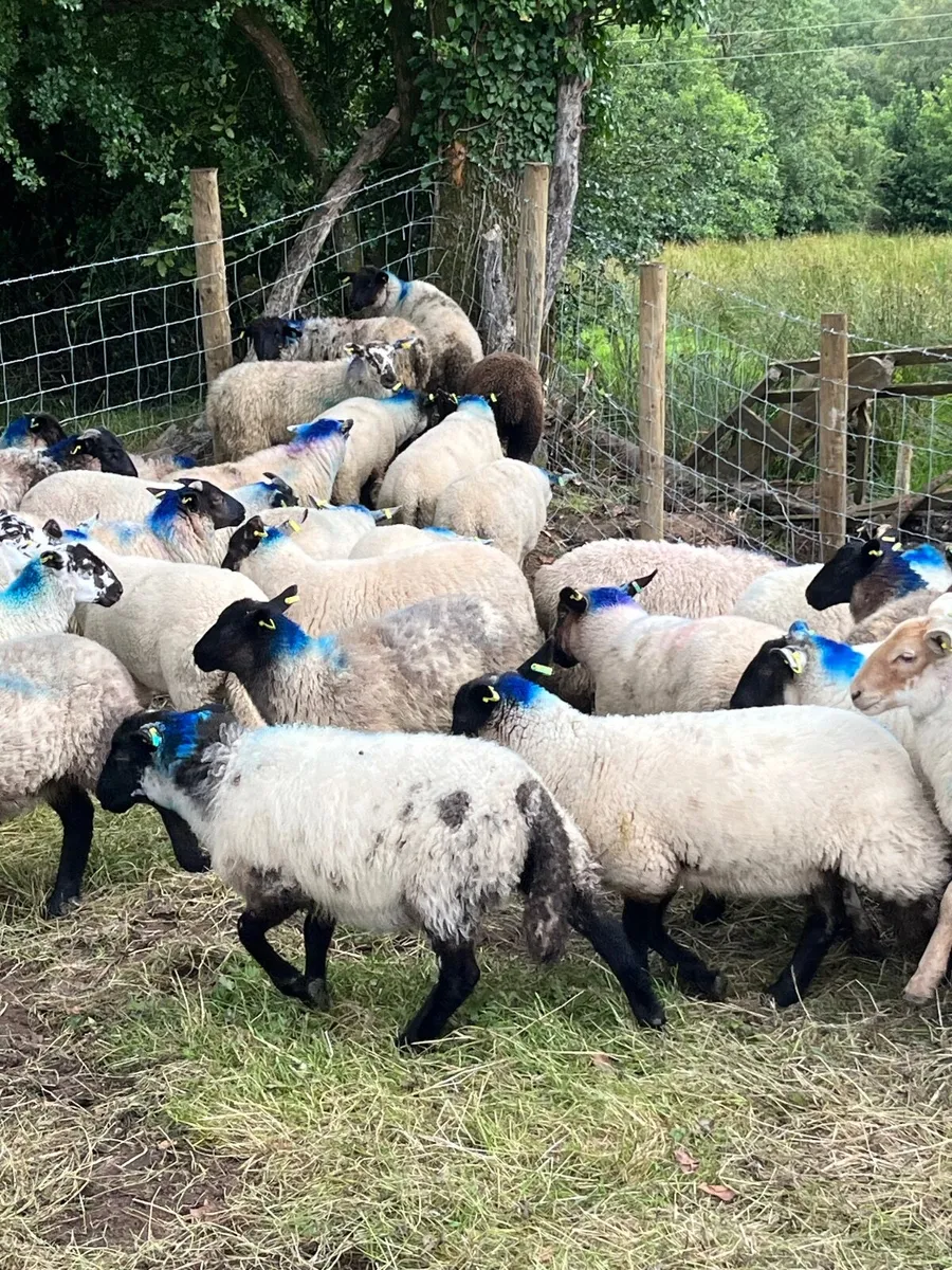 50 super Suffolk ewe lambs - Image 1