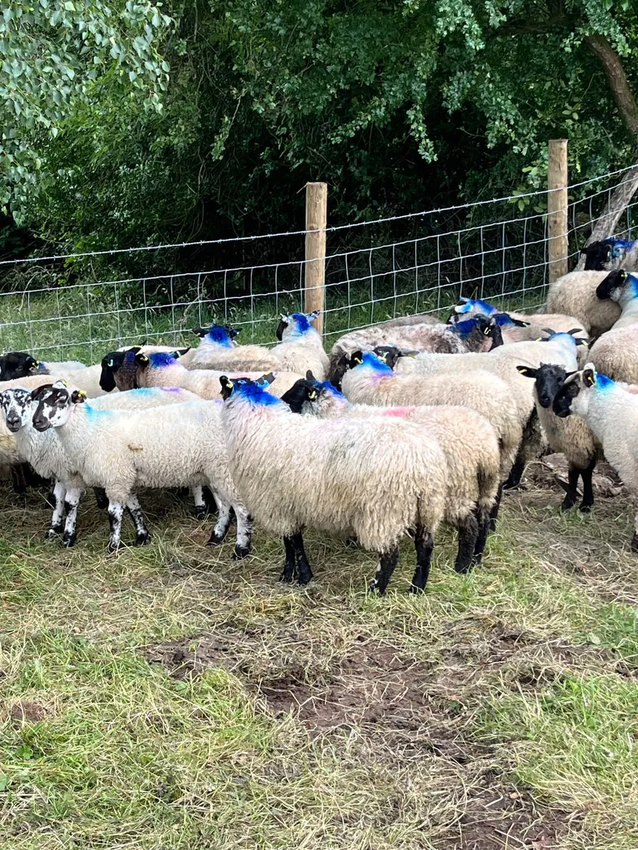 50 super Suffolk ewe lambs - Image 2